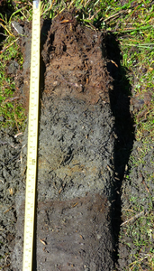 Sediments