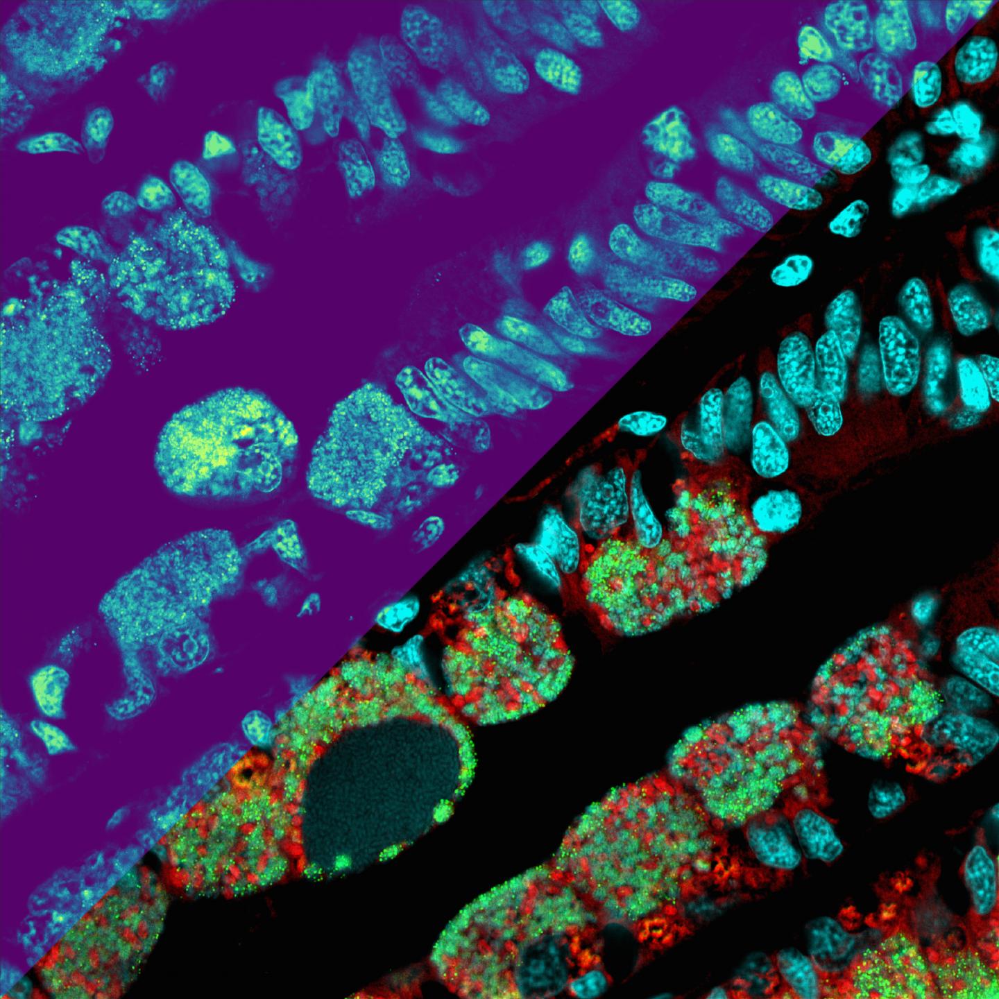 Metabolite Distributions inside the Mussel