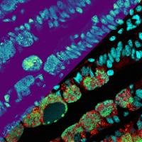 Metabolite Distributions inside the Mussel