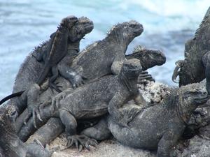Galapagos marine iguanas