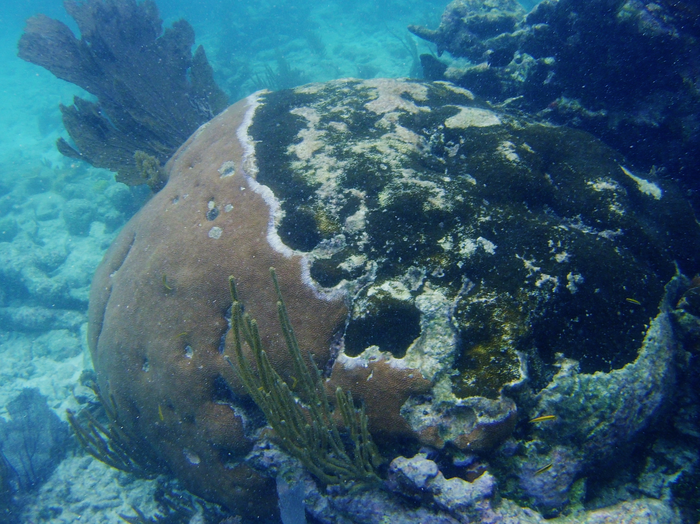 Diseased Coral