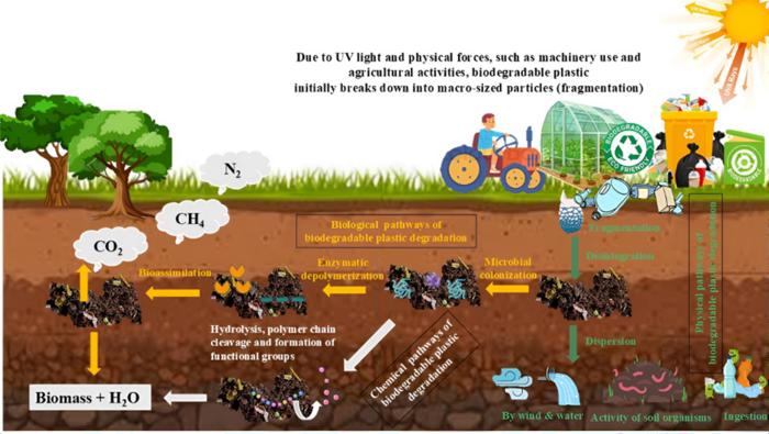 Biodegradable plastic in soils: sources, degradation, and effects