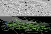 Analysis of Microtubule Organization in a Neuron