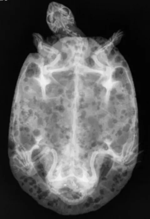 Turtle radiograph