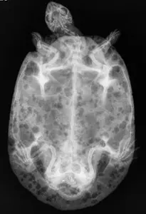 Turtle radiograph