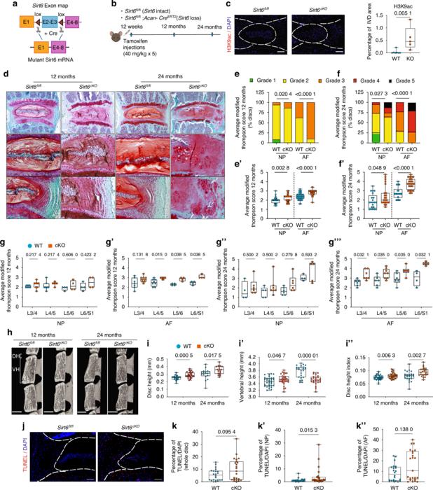 Conditional deletion of SIRT6 in intervertebral disc accelerates age-associated degeneration.