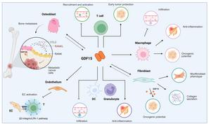 The interplays between GDF15 and cells in TME. GDF15: Growth differentiation factor 15; PCa: Prostate cancer; TME: Tumor microenvironment