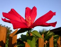Raspberry Spider Pedal Hibiscus