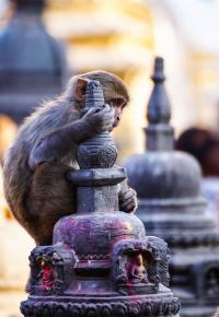 Rhesus macaque in Nepal