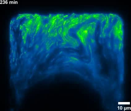 Gene Expression in Microfluidic Chamber