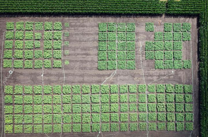 Photosynthesis Trials