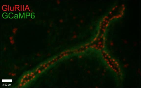 Release from the Active Zone