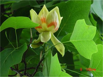 Yellow Poplar Tree
