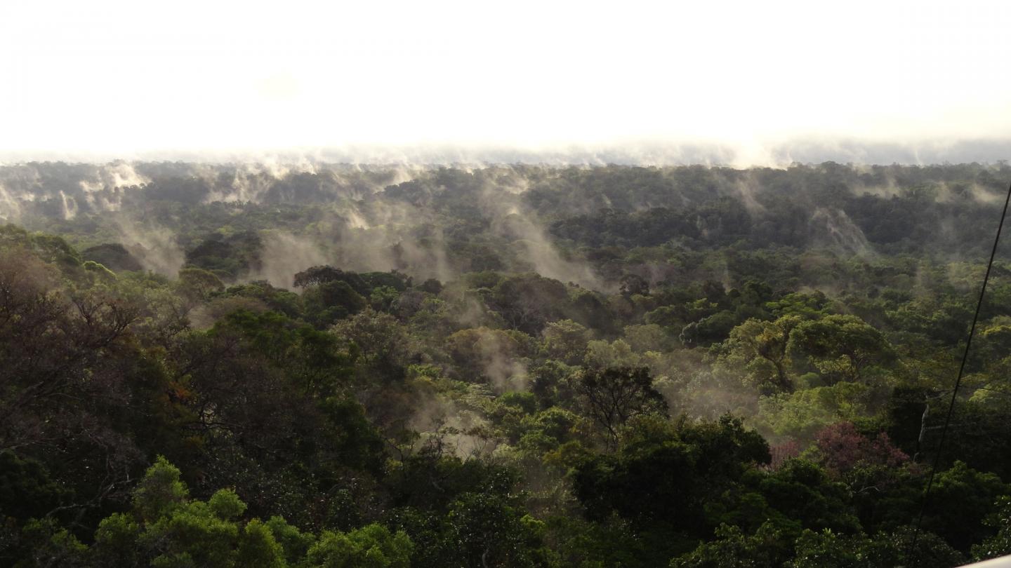 The Tapajos National Forest in Central-Eastern Brazil