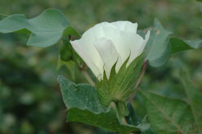 Safe Seed: Researchers Yielding Good Results on Food Cotton in Field (3 of 3)