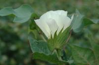 Safe Seed: Researchers Yielding Good Results on Food Cotton in Field (3 of 3)