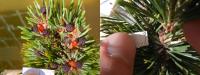 Normal Seed Cones vs Mummy Seed Cones