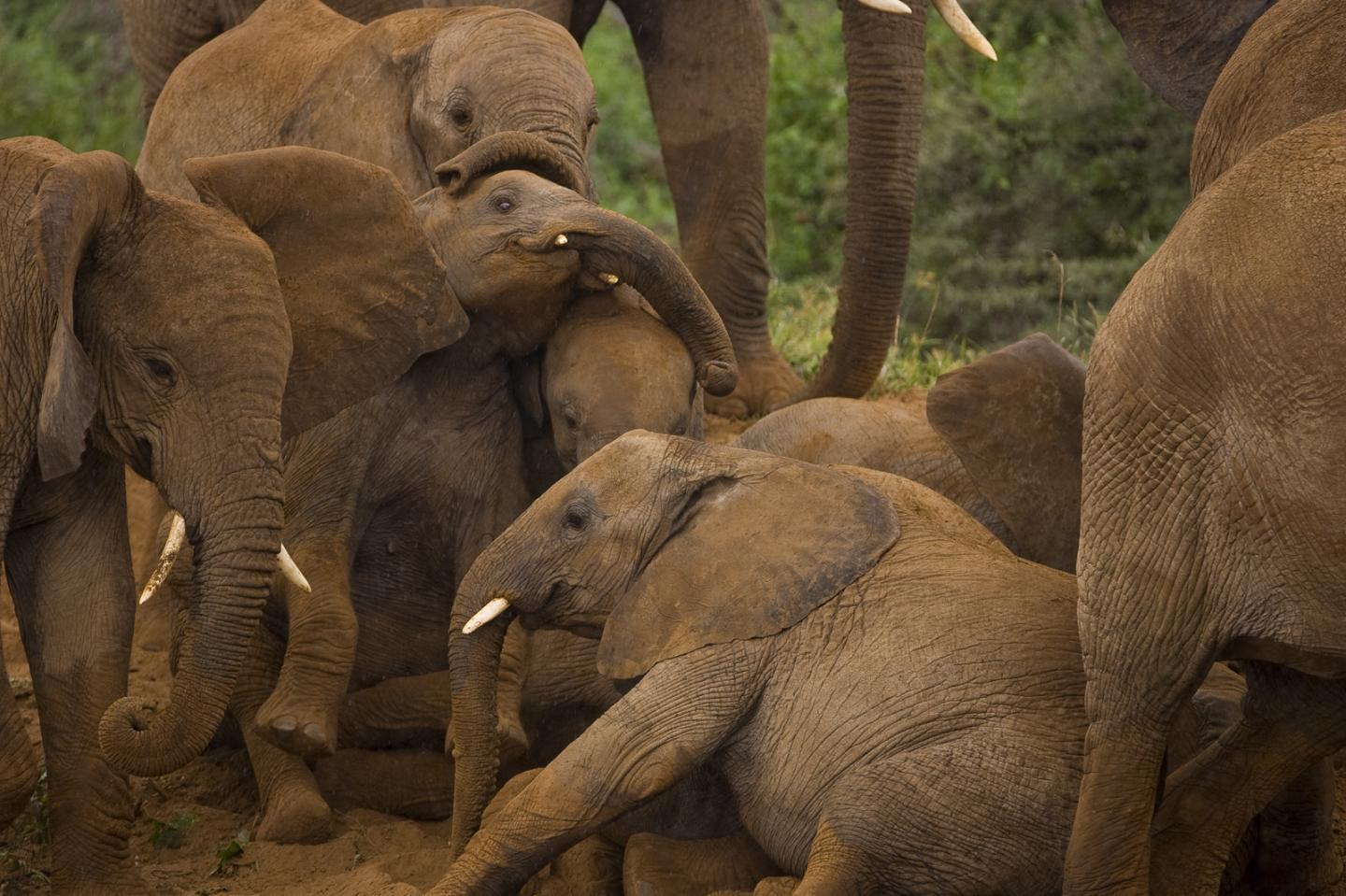 Social Elephants