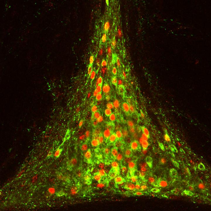 The Brain's Thirst Center