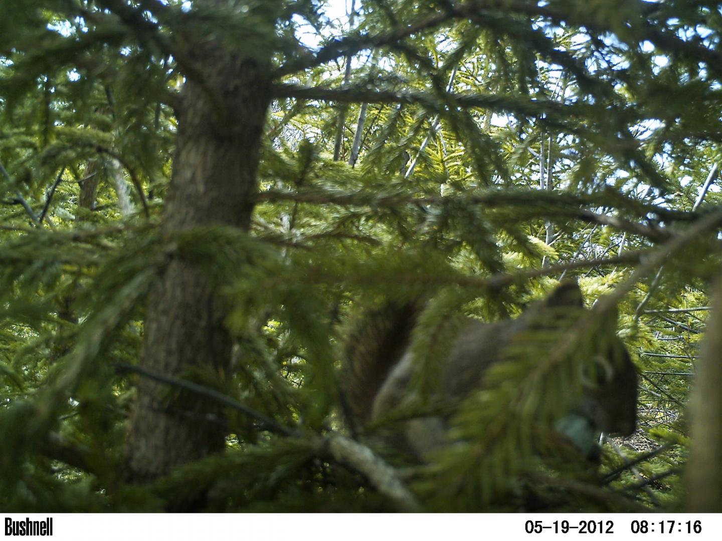 Nest Predation