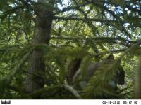 Nest Predation