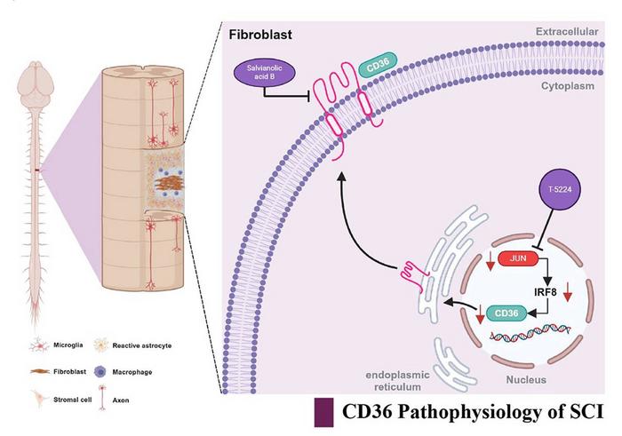 Targeting the c-Jun–Irf8–CD36 axis after spinal cord injury.