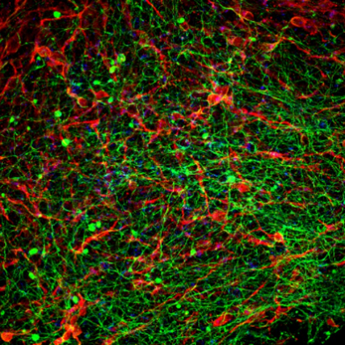 Neural net