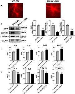 The effect of IFNLR1 deficiency on the function of blood-retinal barrier and RPE cells in vivo