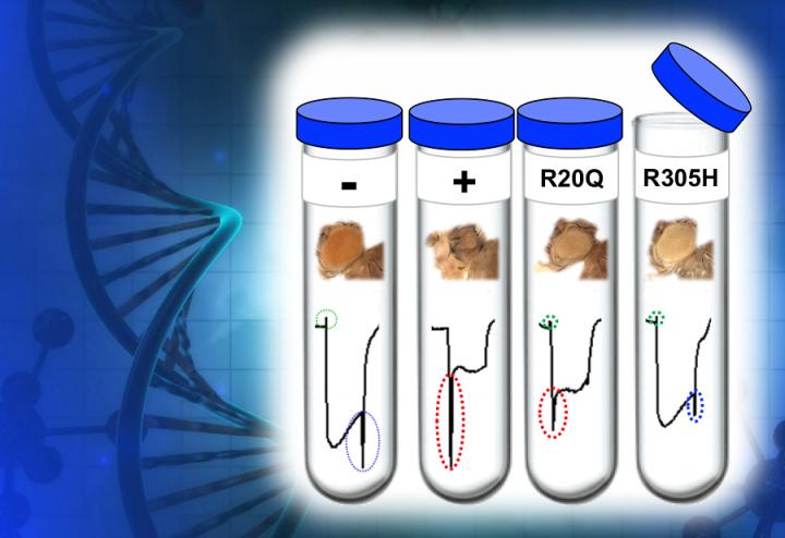 The Fruit Fly as a 'Living test tube'