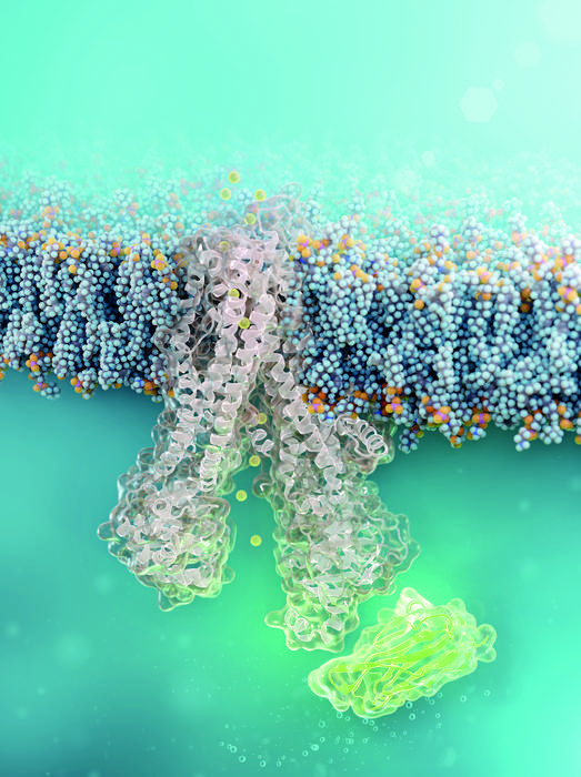 Nanobody © FMP | Barth van Rossum