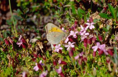 <i>Colias hecla</i>