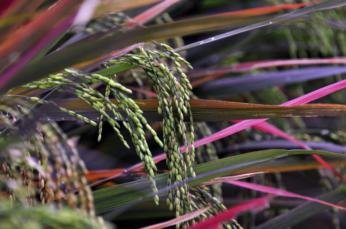 Colombia Rice 1