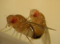 Mating fruit flies