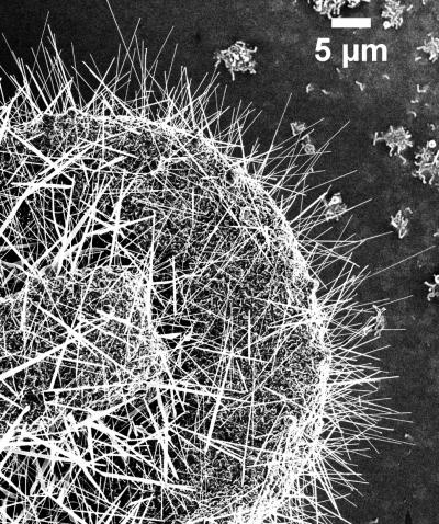 Chemists Measure Copper Levels in Zinc Oxide Nanowires (1 of 2)