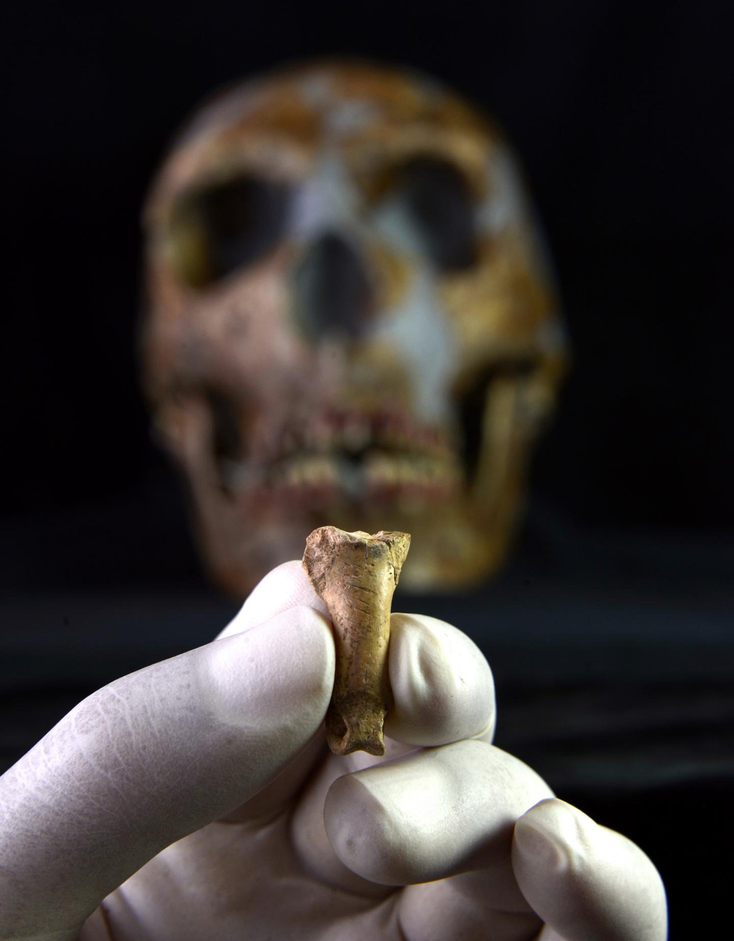 New Evidence of Symbolic Use of Eagle Talons by Neanderthals (5 of 6)