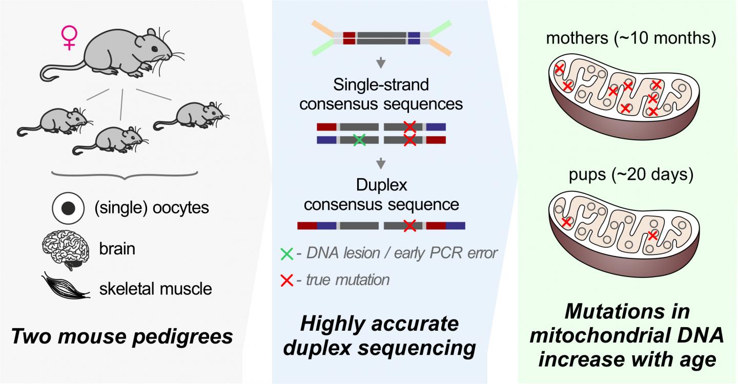 Makova -- Older Mice, New Mutations