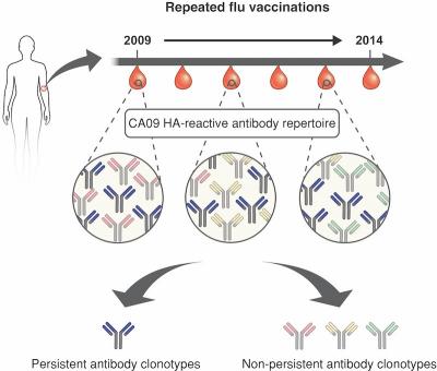 Graphic Abstract of Human Reactive Antibody Repertoire