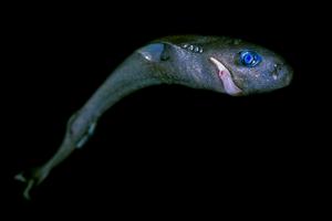Pygmy shark