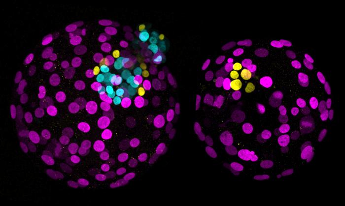Two human embryos, showing the effect of NANOG gene