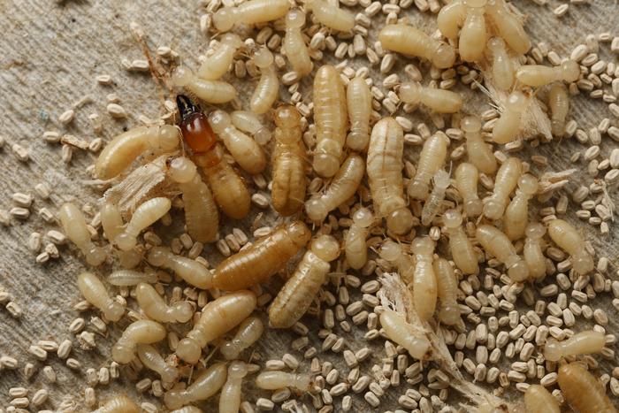 Termites and droppings