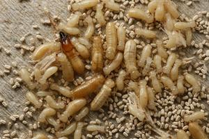 Termites and droppings