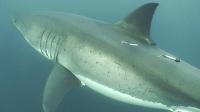 A Tagged White Shark