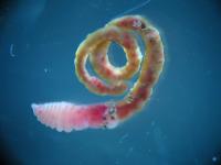 Closeup of Polar Polychaete <i>Capitella perarmata</i>