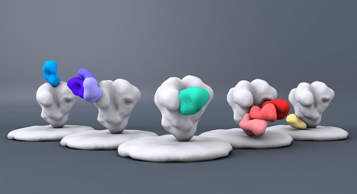Anti-HIV bnAbs May Provide Long-Lasting Protection Against HIV Infection