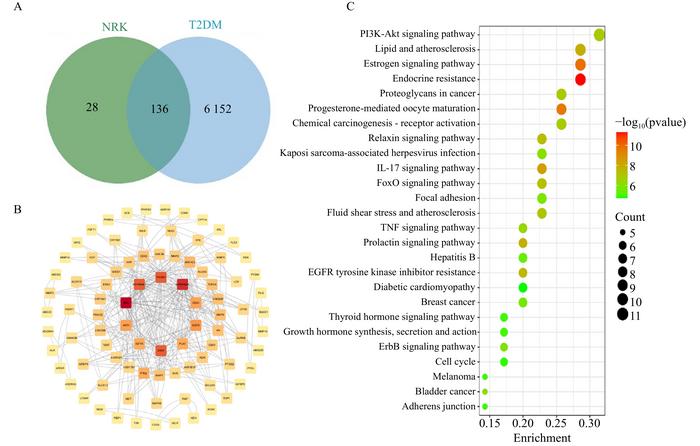 Relationship between the active components of NRK-C and targets in the prevention and treatment of diabetes.