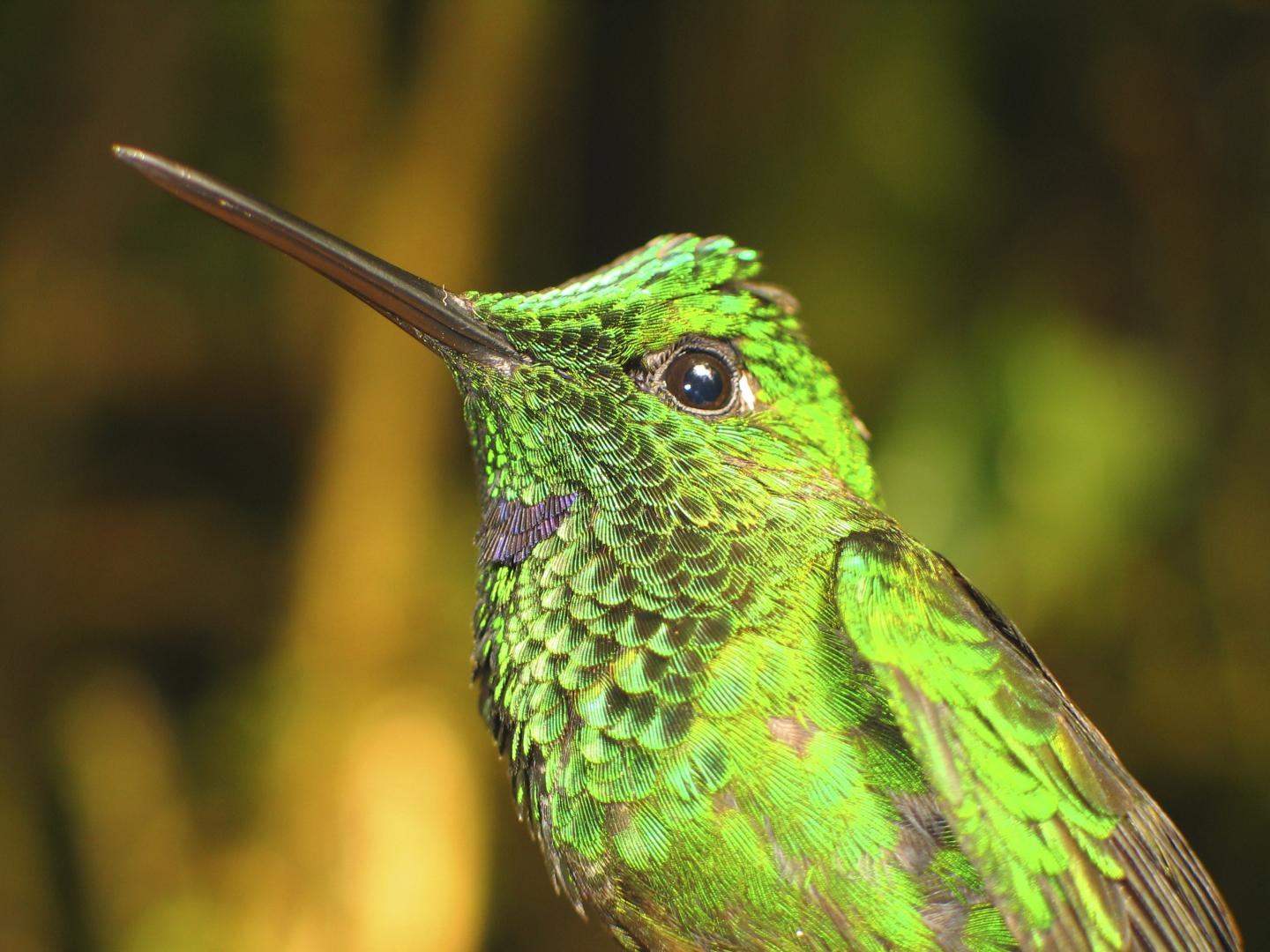 Male Green-crowned Brilliant Hummingbird