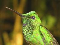 Male Green-crowned Brilliant Hummingbird