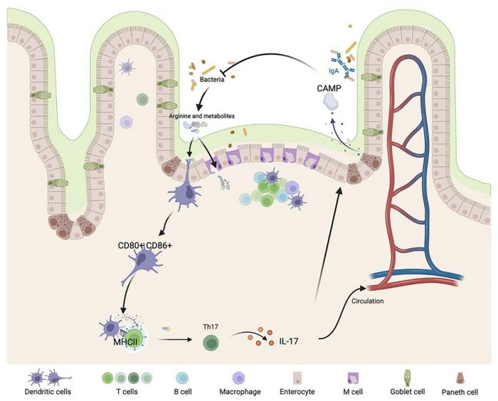 Impact of CAMP Deficiency on Immune Responses and Microbiota in IBD.