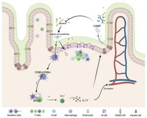 Impact of CAMP Deficiency on Immune Responses and Microbiota in IBD.