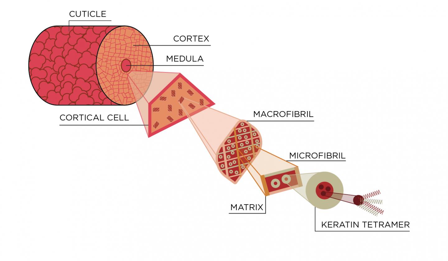 Anatomy of a Hair